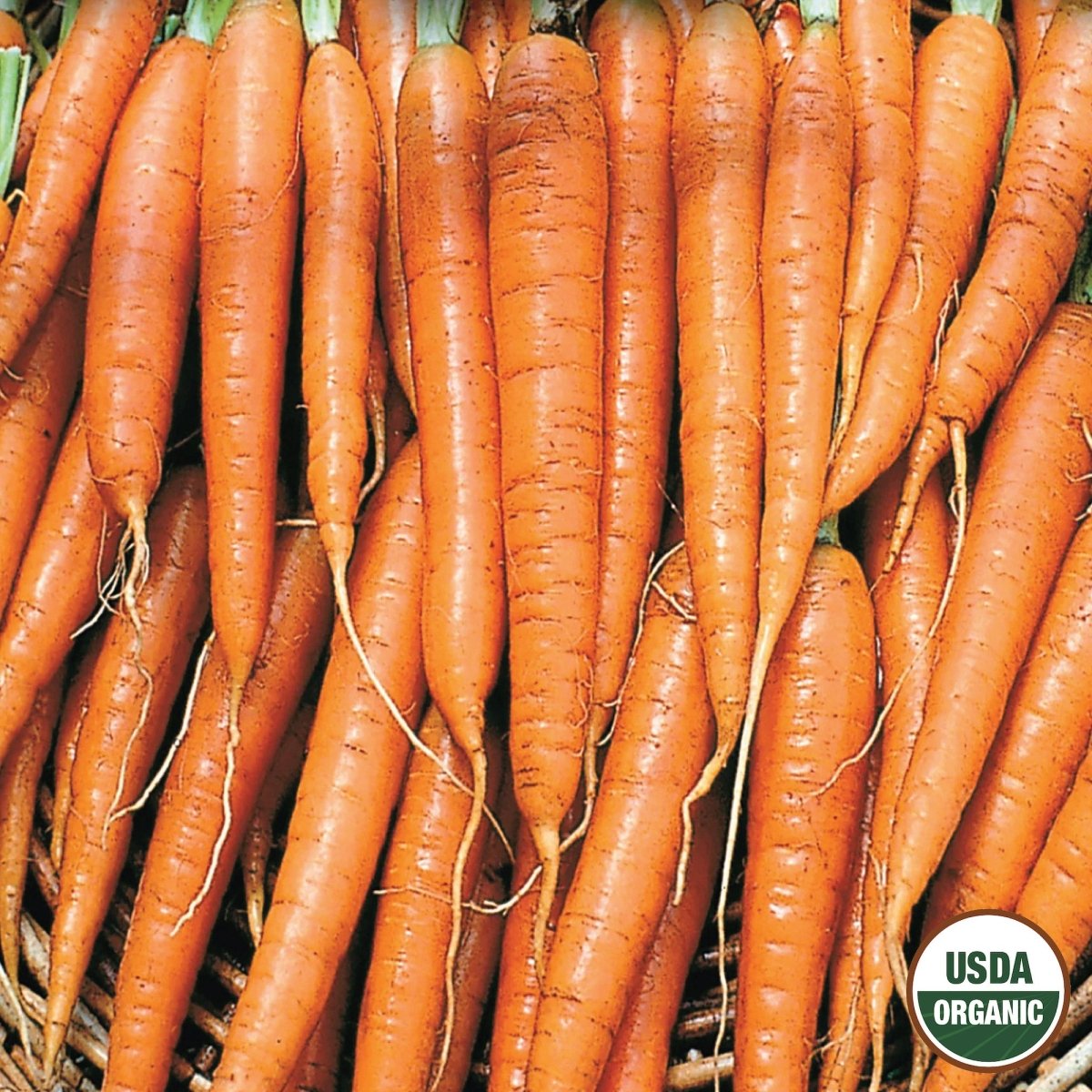 Carrots Carrot, Tendersweet Organic Seeds | Organic Carrots | Vegetable
