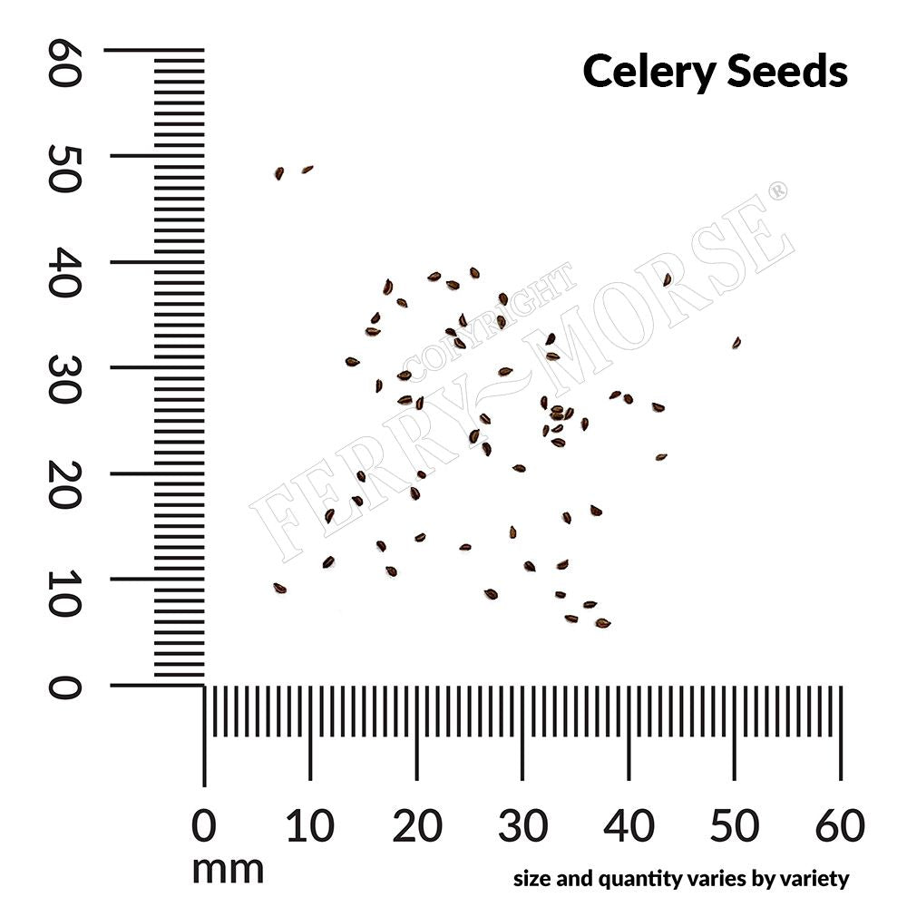 Celery seed spill and measurements