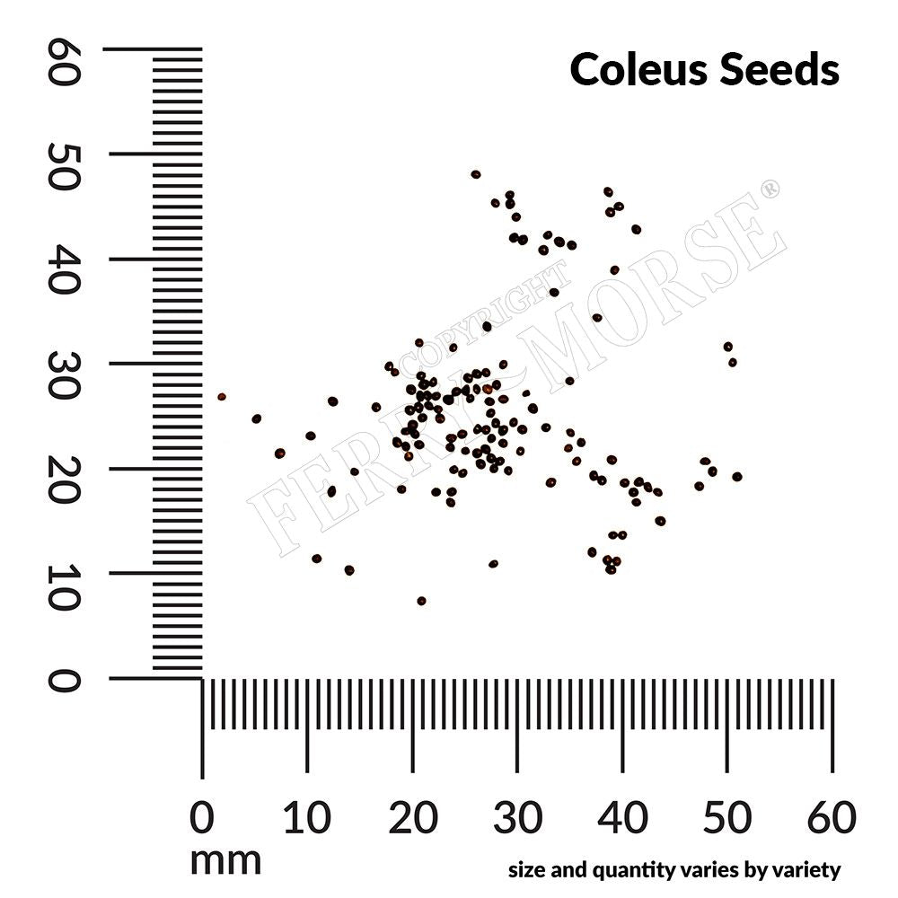 Scatter plot of Coleus seeds with a ruler for measurement on a white background