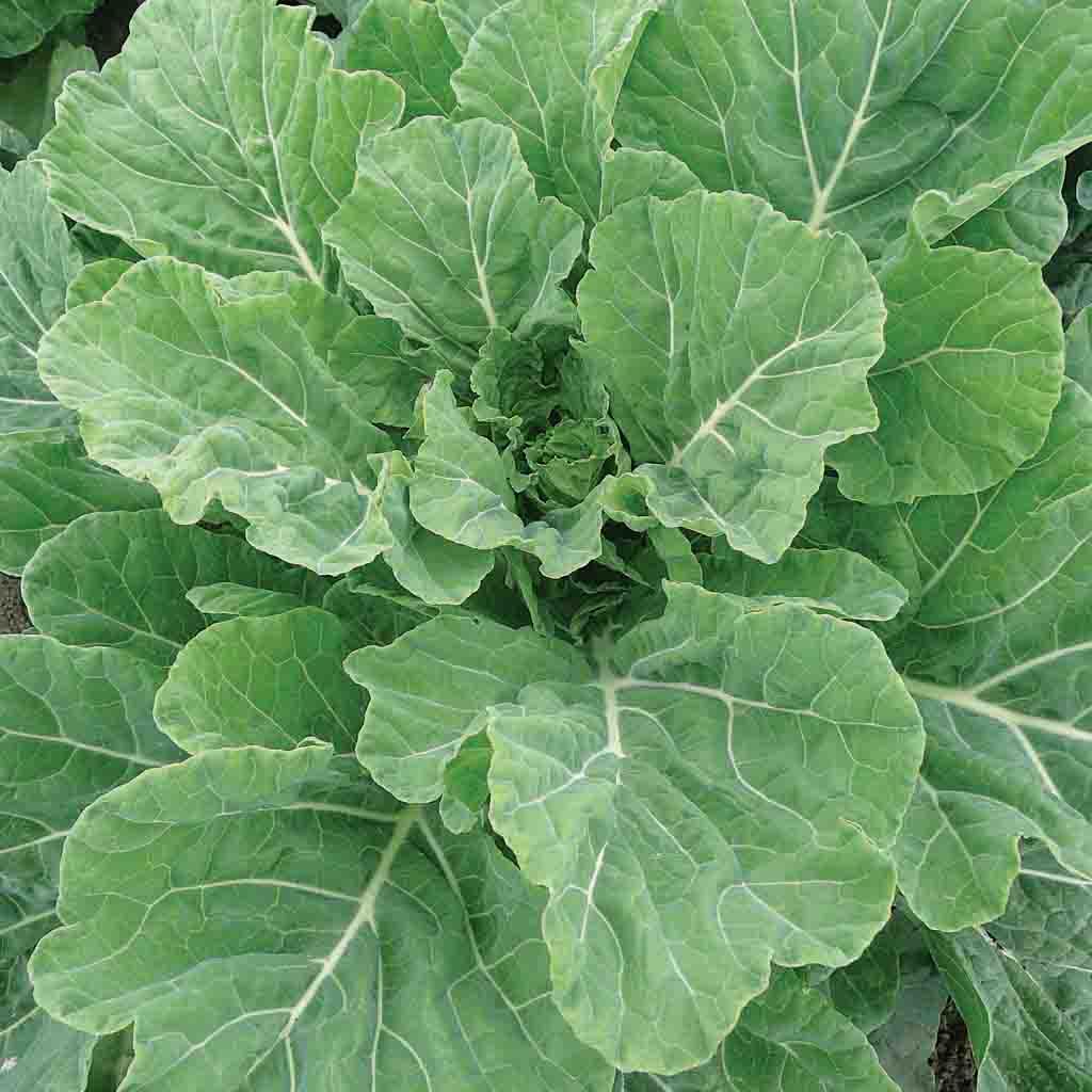 Collards Georgia Southern Annual Vegetable Organic Seeds from Ferry-Morse Seeds