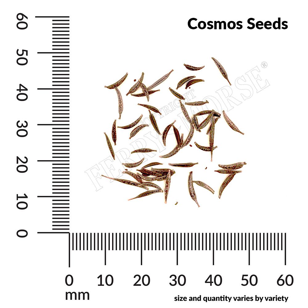 Cosmos seeds with a ruler for scale on a white background