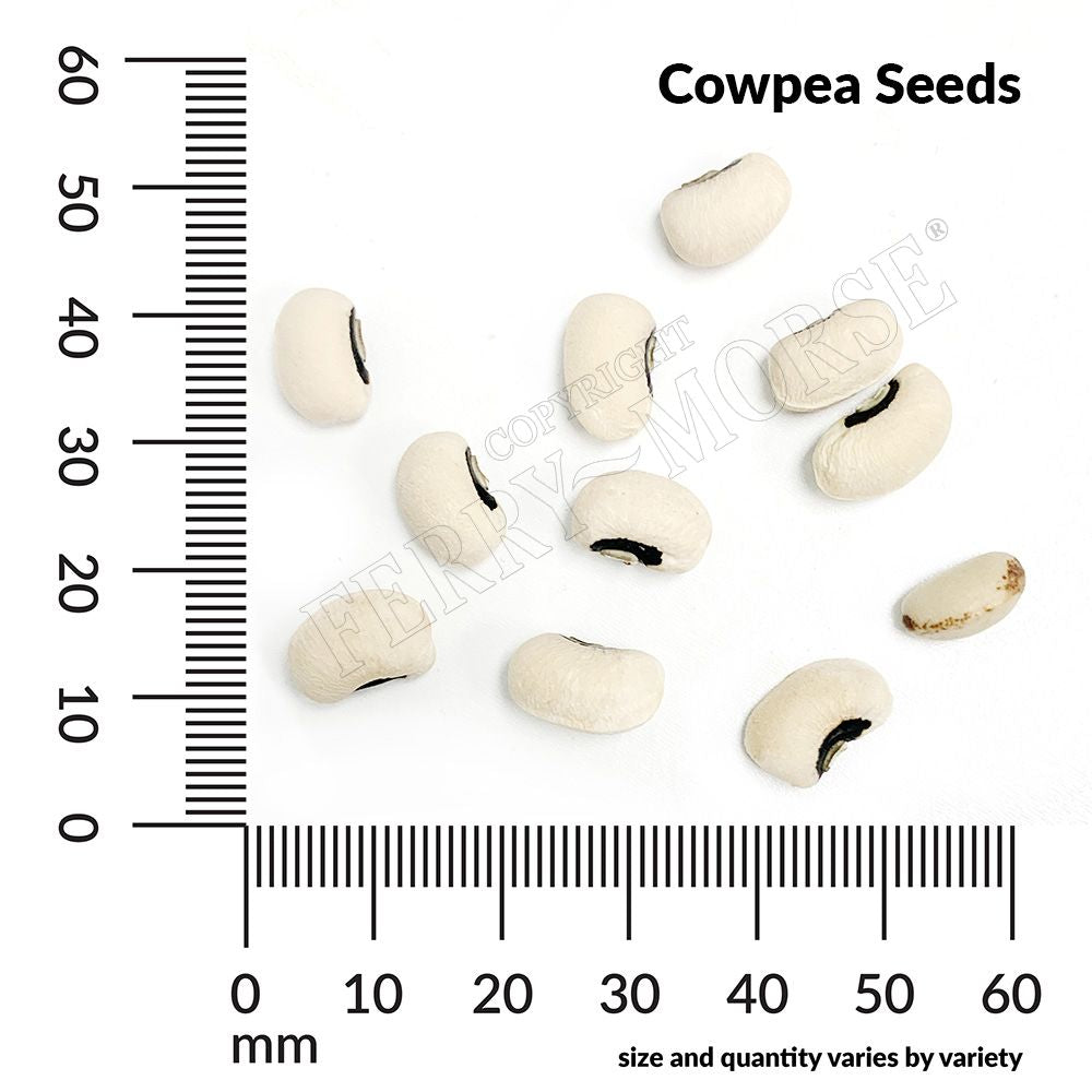 Cowpea seed spill and measurement
