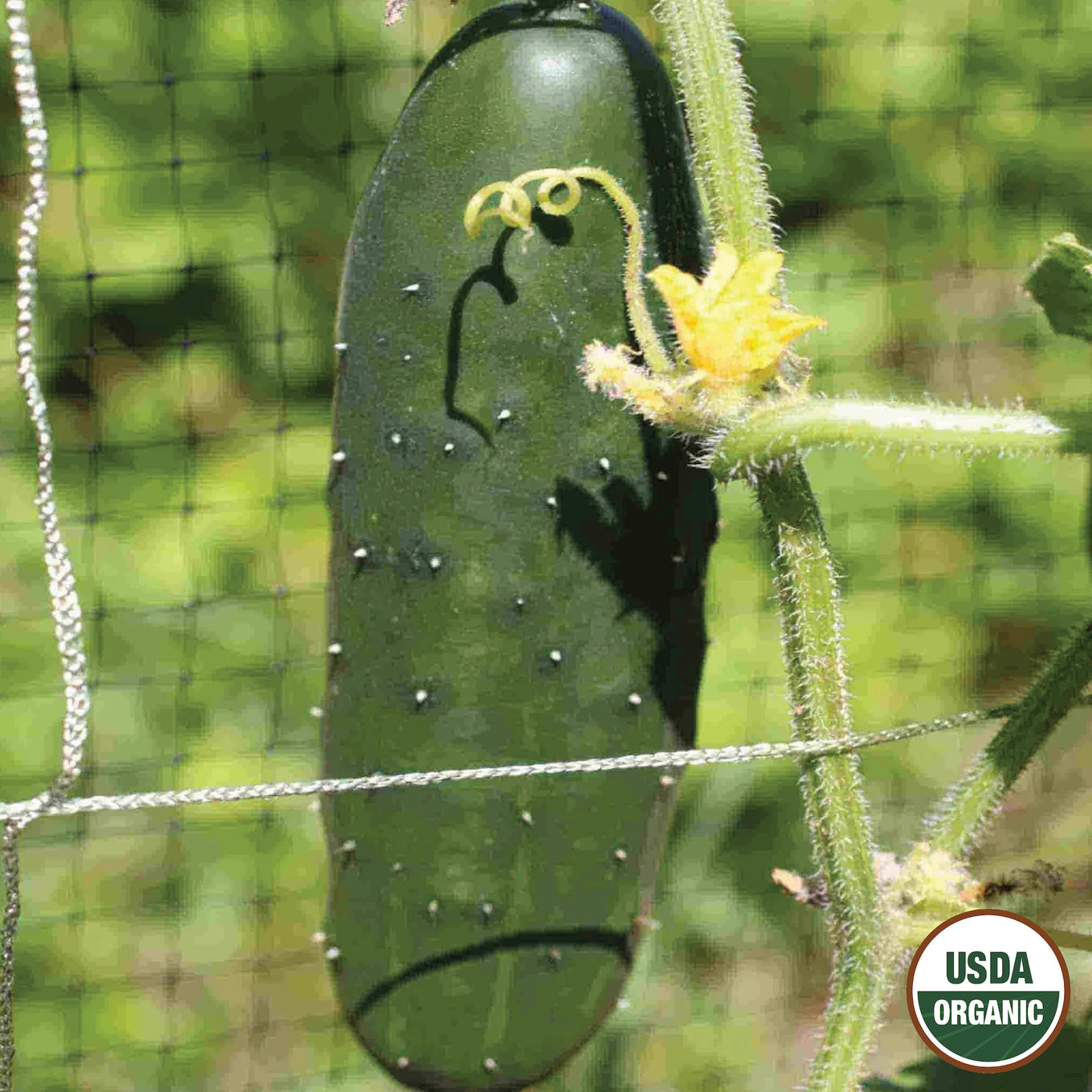 An organic cucumber growing on a vine with a visible flower and the USDA organic seal.