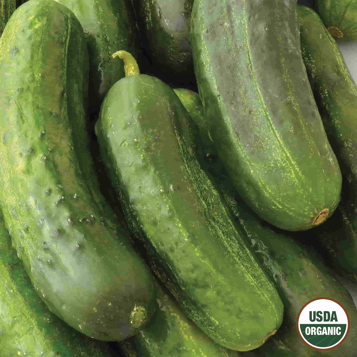 A group of fresh green cucumbers with the USDA Organic label.