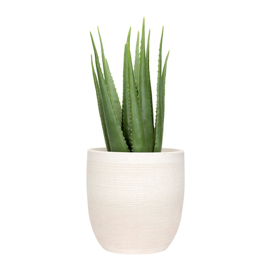 Potted aloe vera plant on a white background