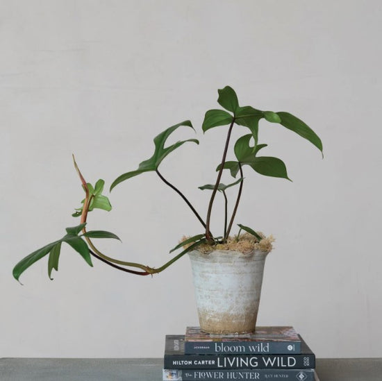 Potted plant on top of books with a plain background