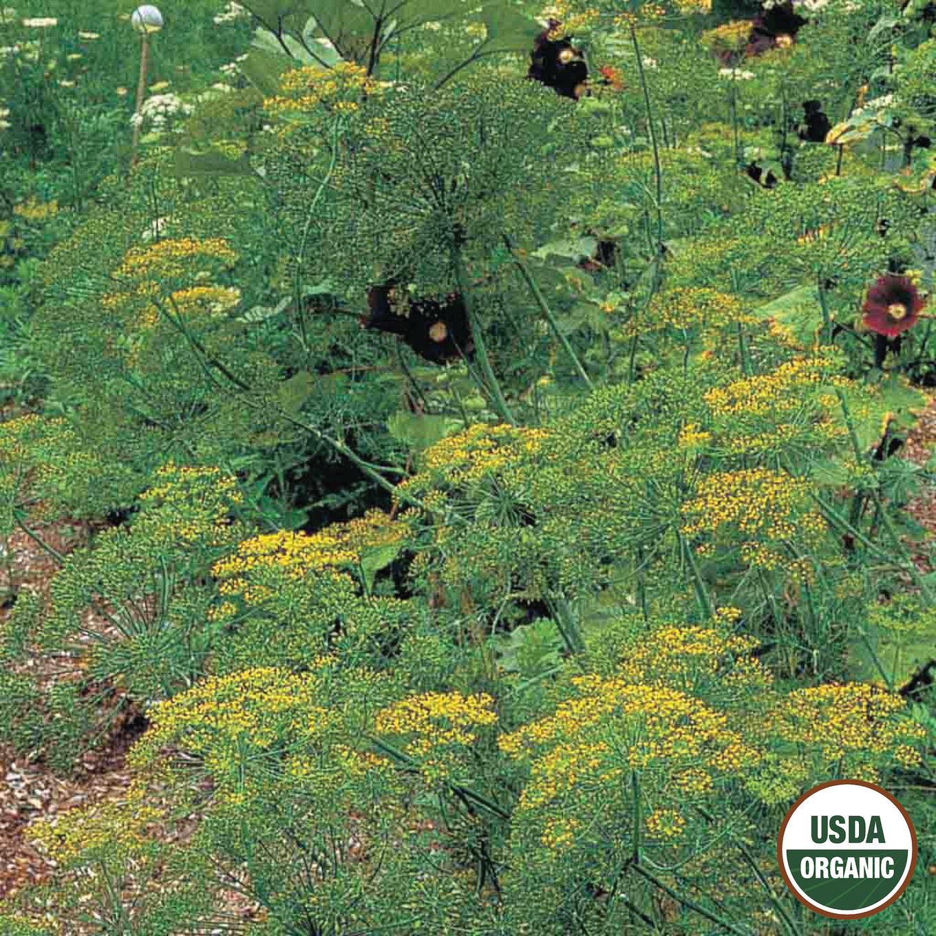 An image displaying the green foliage and yellow flower heads of dill plants, with a USDA Organic label in the corner.