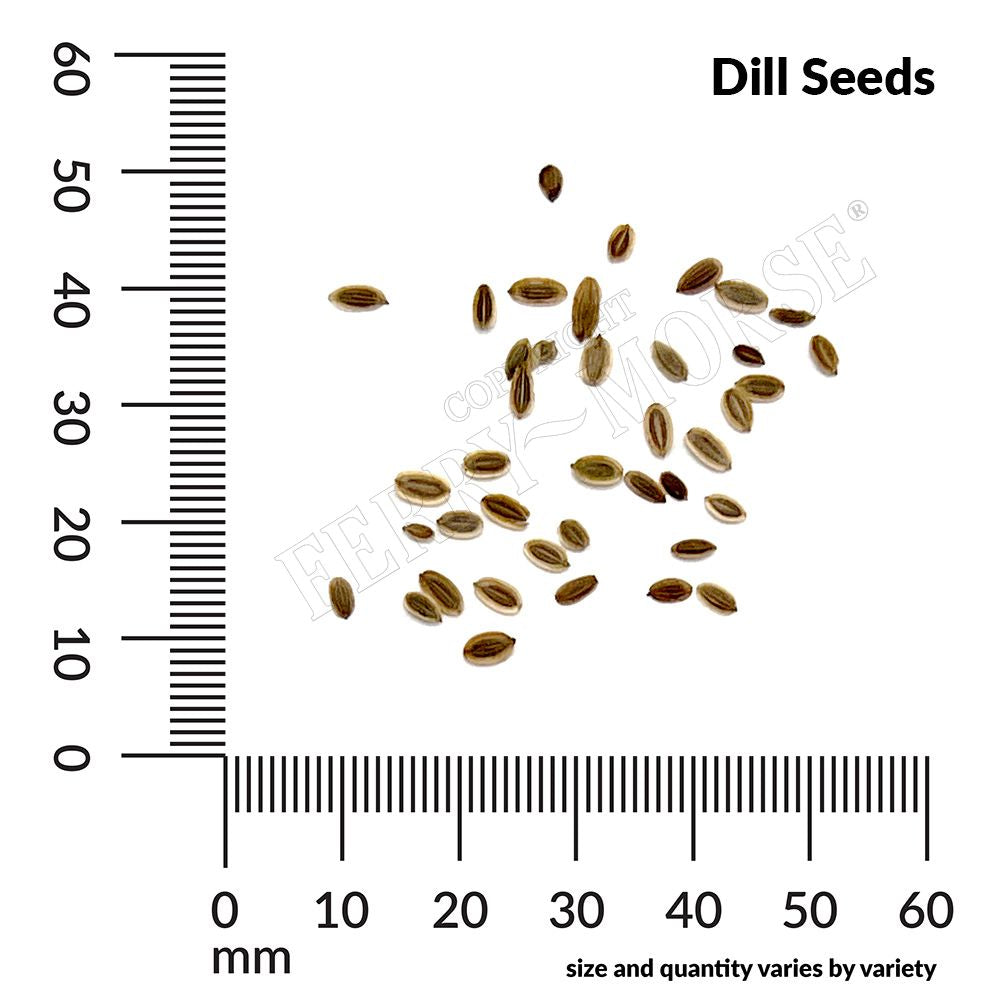 Dill seed spill and measurements