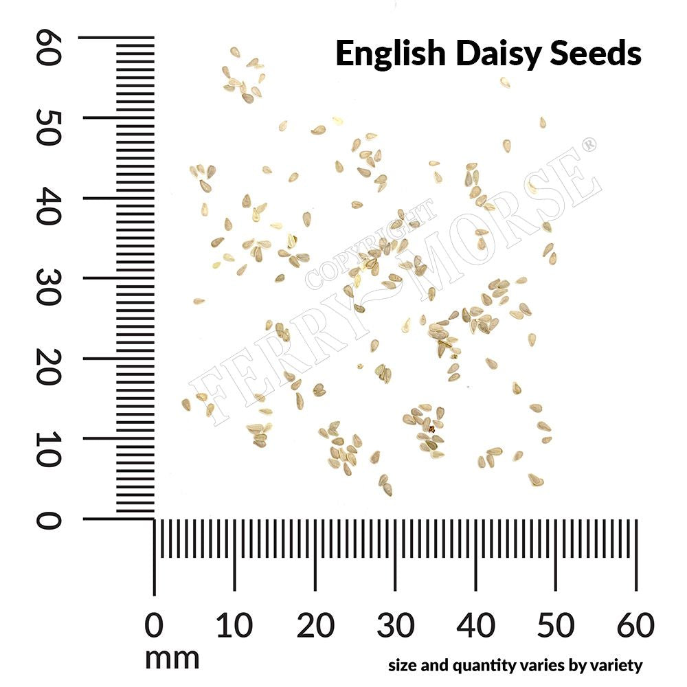 English daisy seed spill and measurements
