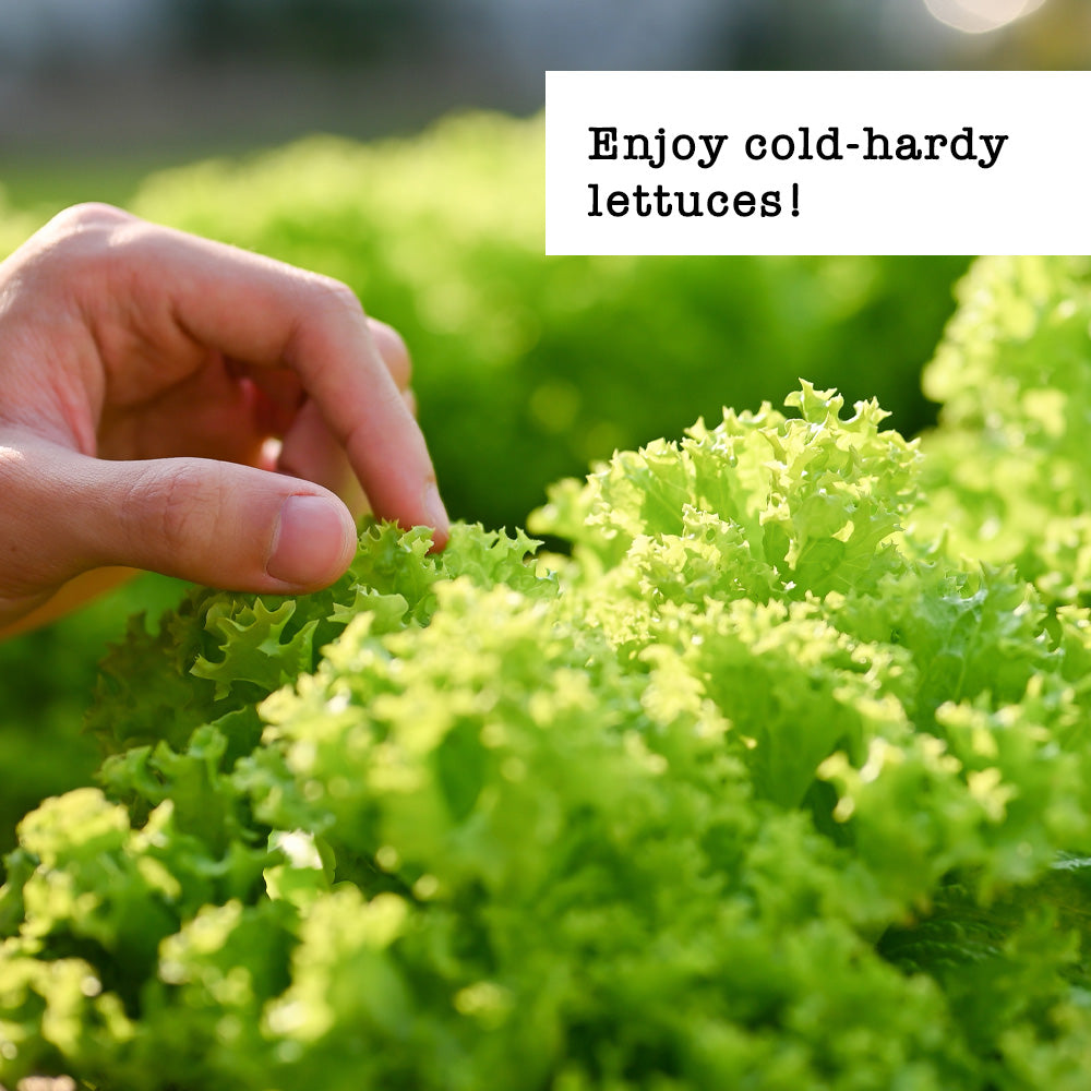 Enjoy cold-hardy lettuce