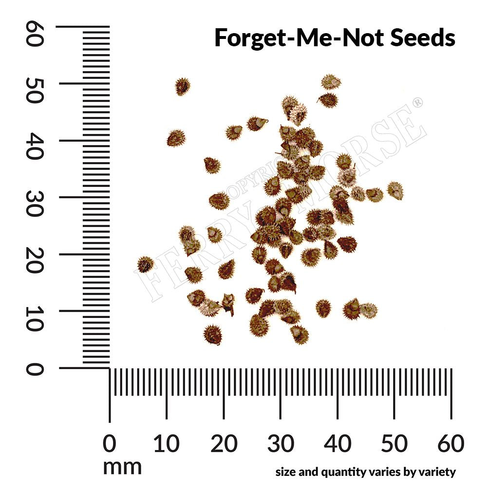 Forget me not seed spill and measurements