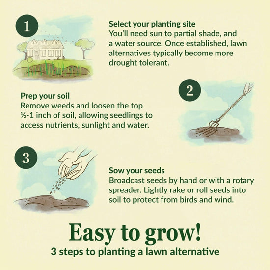 EcoEase Microclover and Fescue Mix Bulk Ground Cover Grass Seeds, 1lb - Ferry - Morse