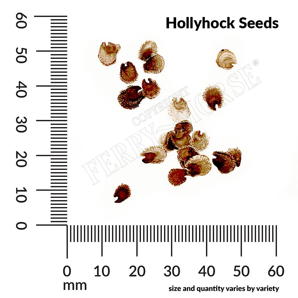 Hollyhock seed spill and measurements