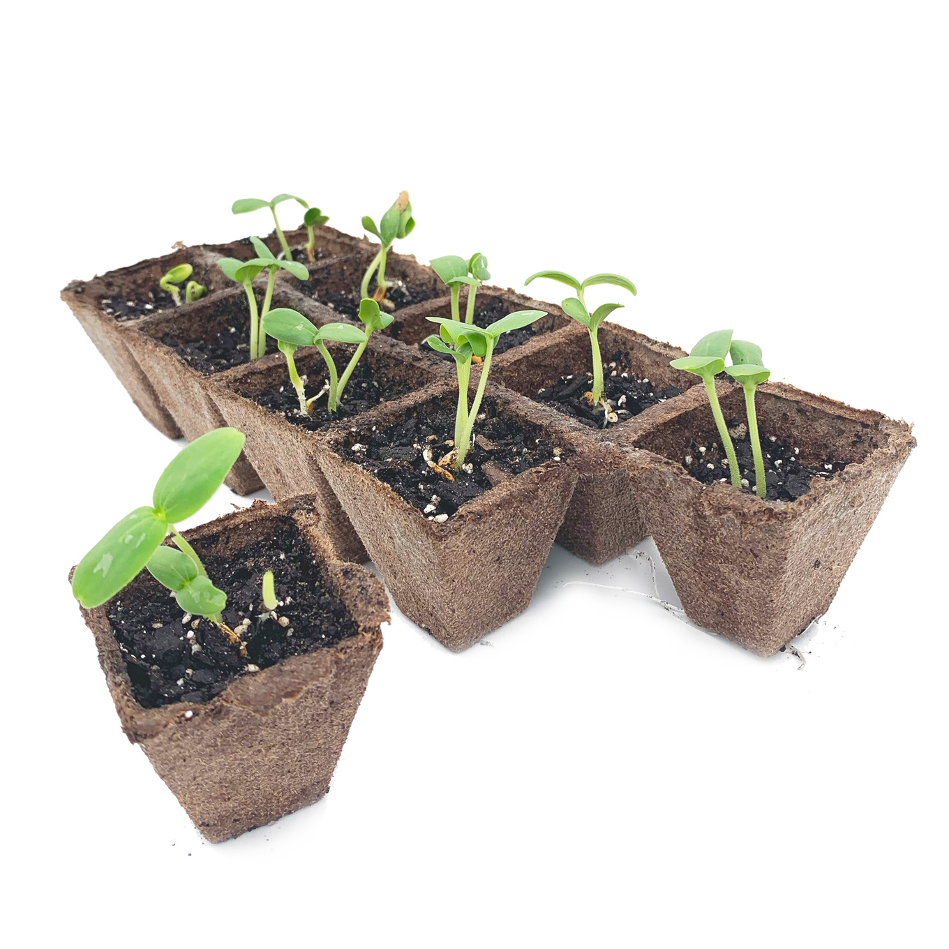Biodegradable peat strips arranged in a grid pattern, each strip forming individual cells for seed starting.