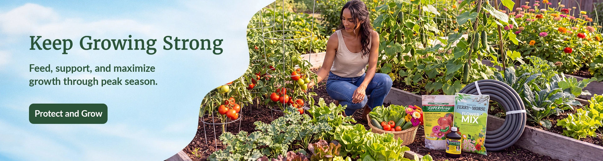 Woman kneeling in garden harvesting iceberg lettuce with zinnias and plant nutrients nearby