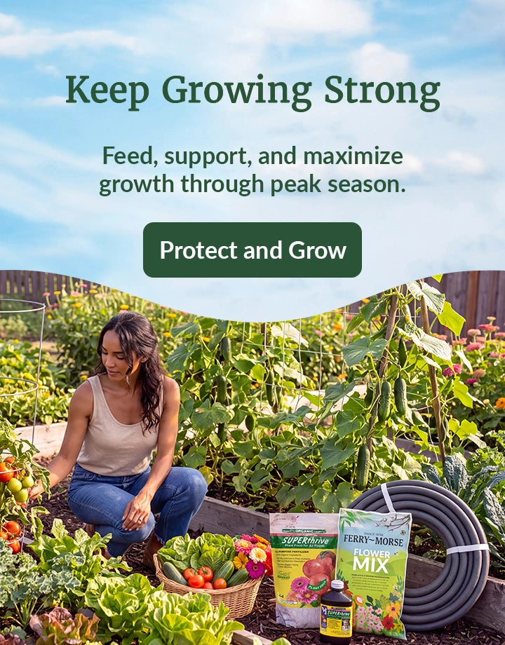 Woman kneeling in garden harvesting iceberg lettuce with zinnias and plant nutrients nearby