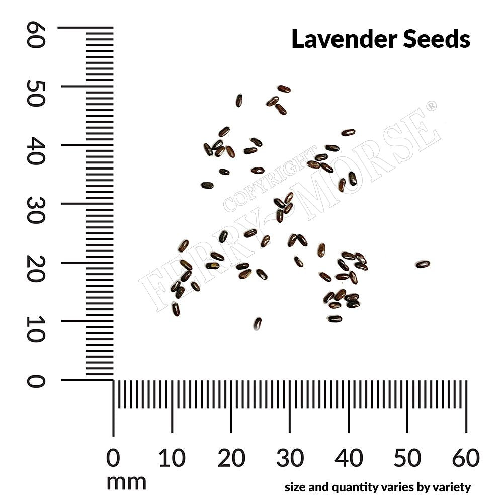 Lavender seed spill and measurements