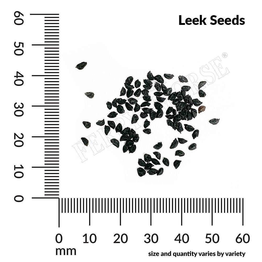 Leek seed spill and measurement