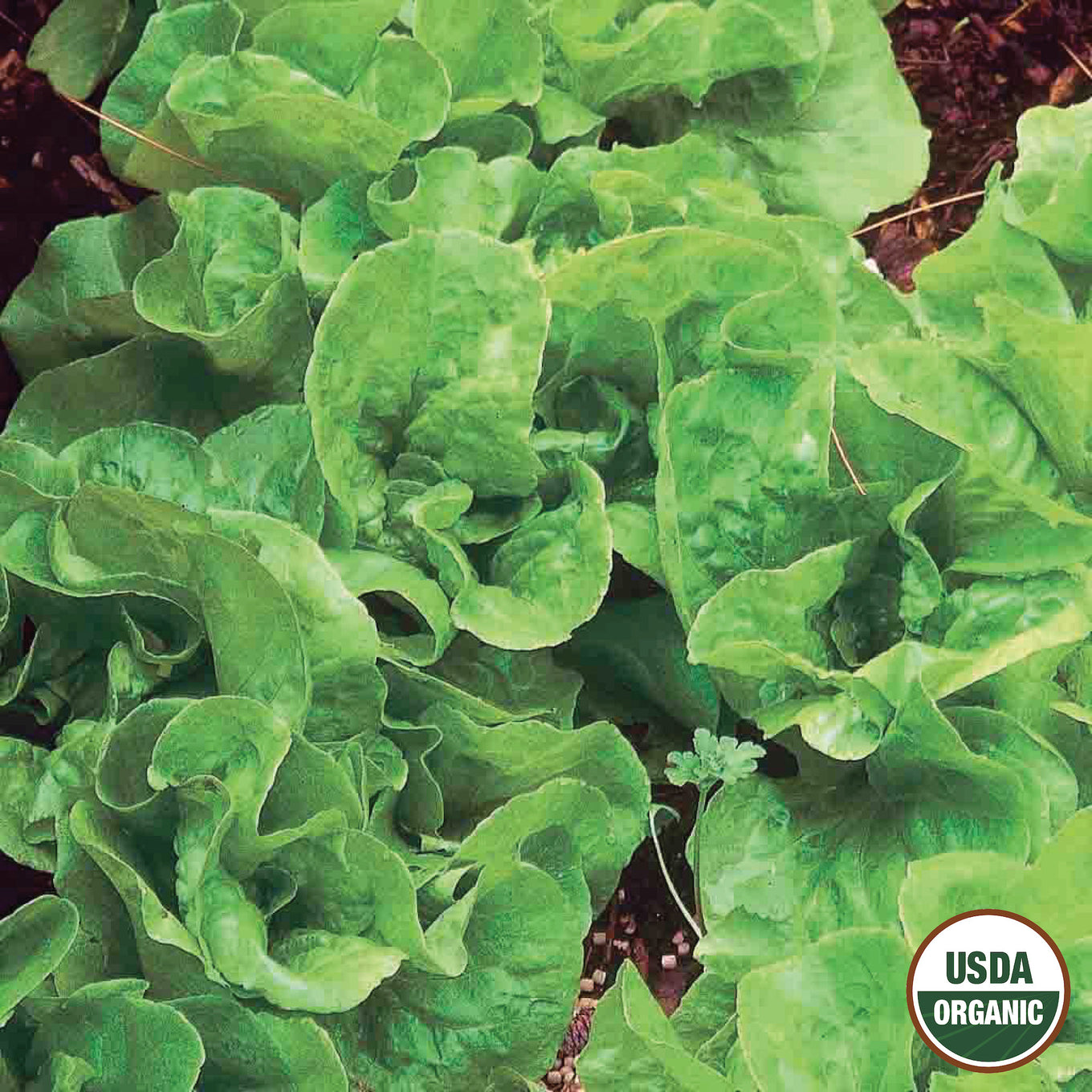 A photo of Bibb lettuce with its characteristic loose, leafy green foliage, displaying the USDA Organic logo.