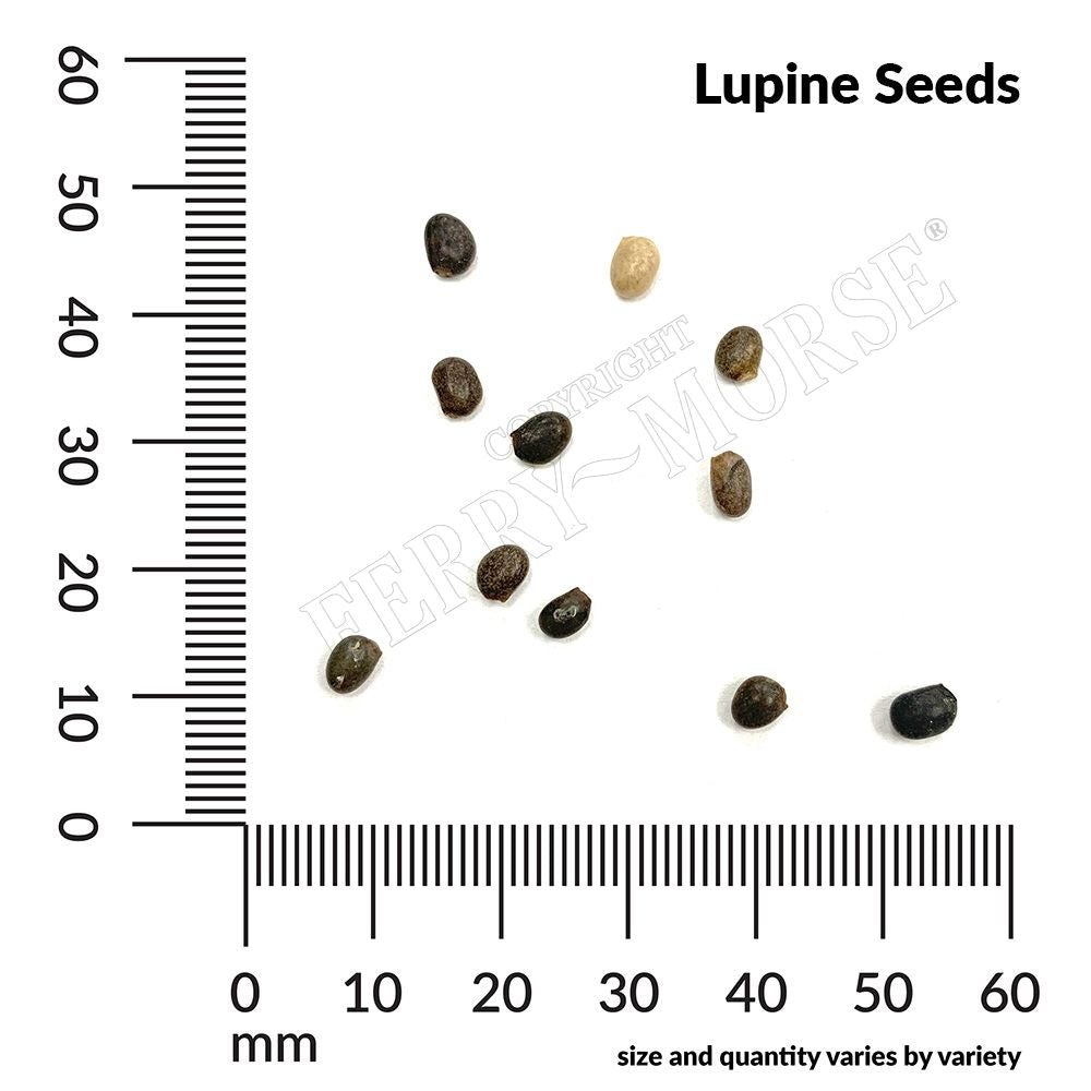 Lupine seed spill and measurement