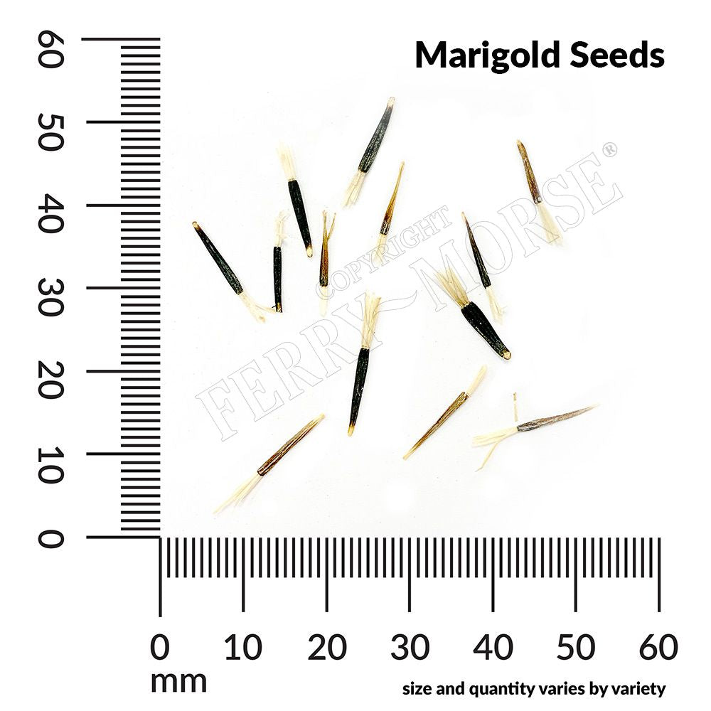 Marigold seed spill and measurements
