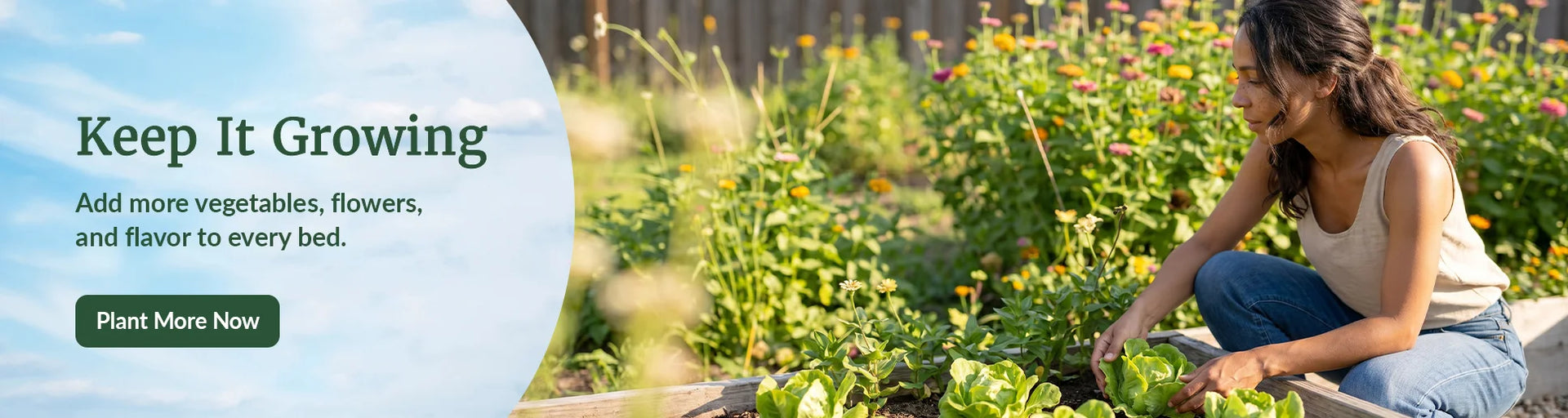 Woman kneeling in garden harvesting iceberg lettuce with zinnias and bees nearby