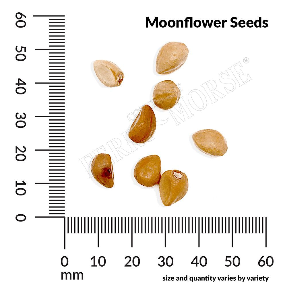 Moonflower seed spill and measurement