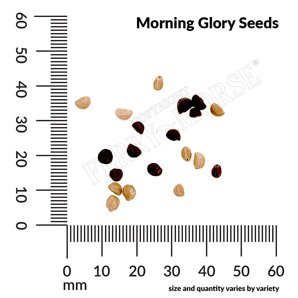 Morning Glory seed spills and measurements