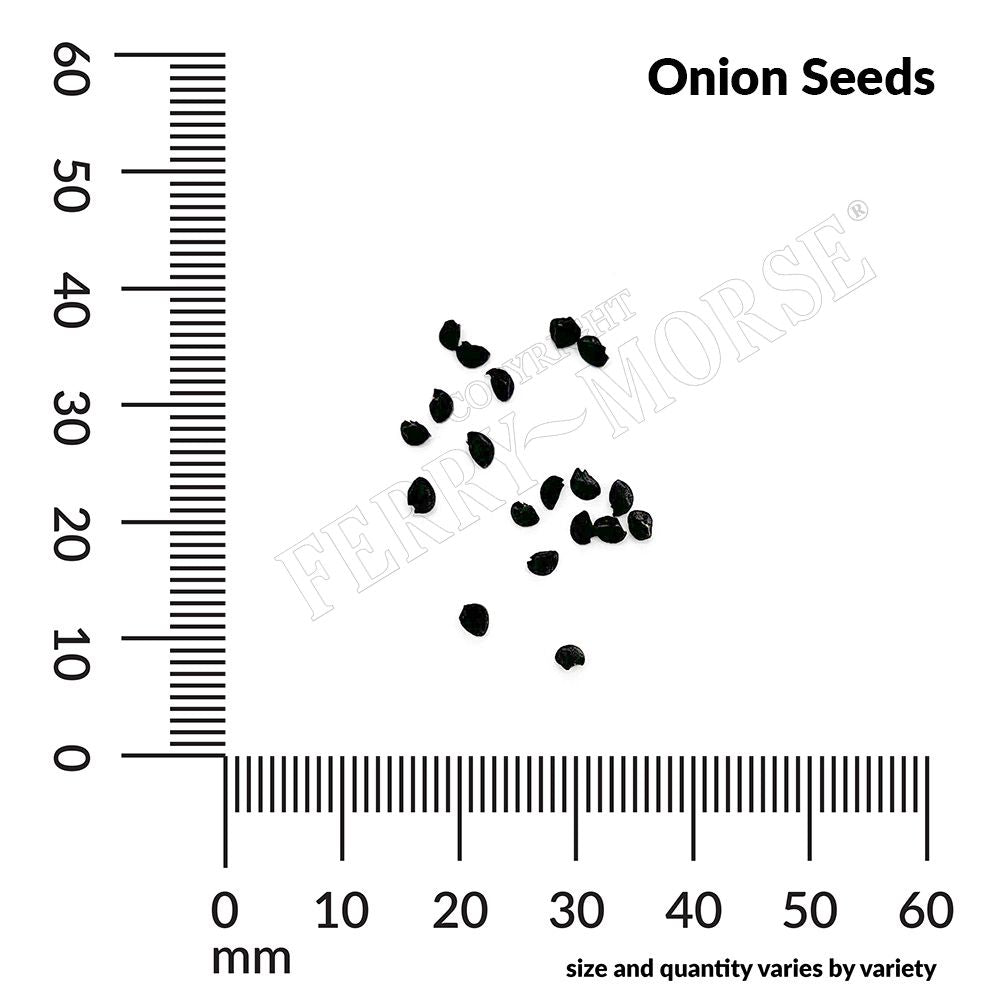 Onion seed spill and measurement