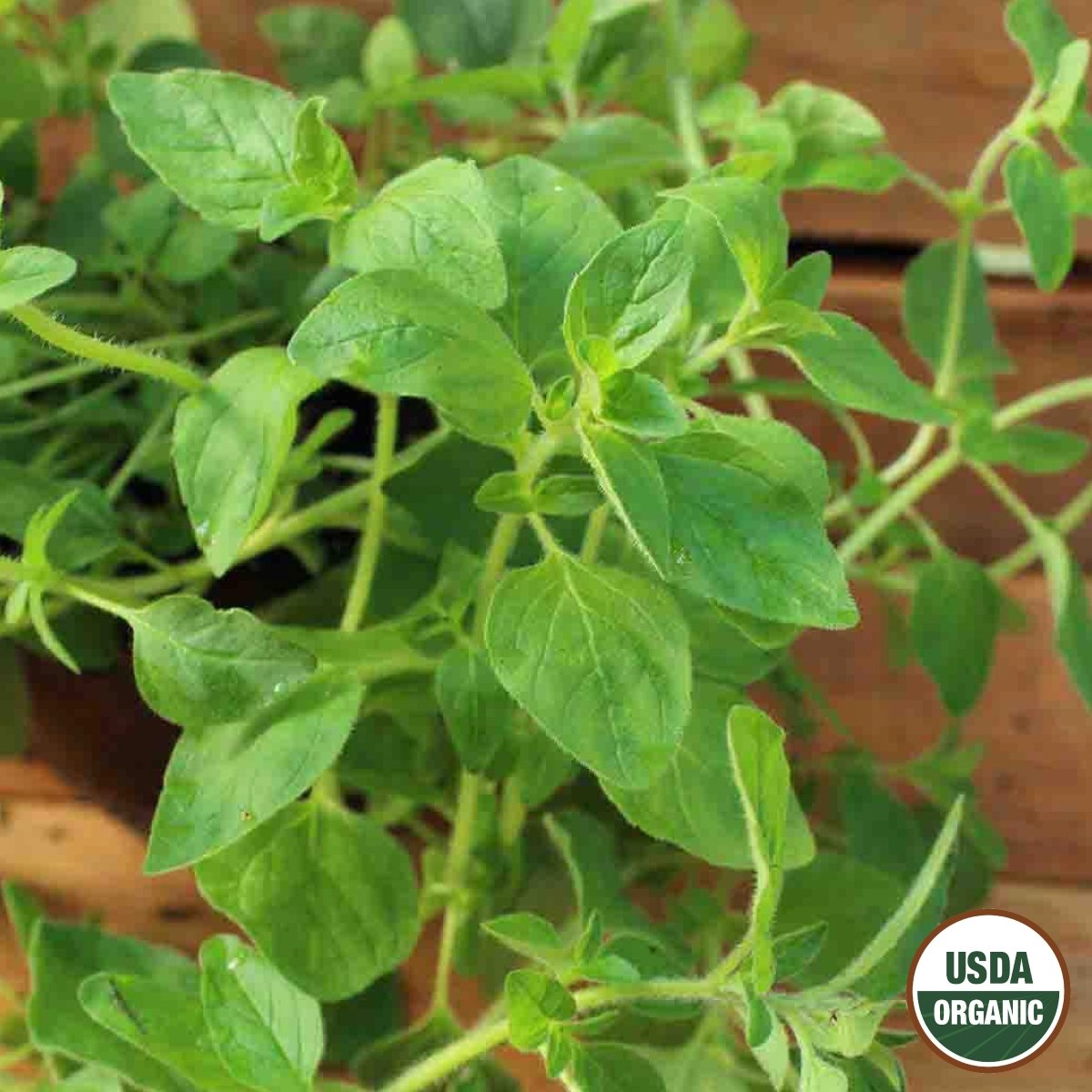 oregano seeds planting Oregano Perennial Herb Organic Seeds from Ferry-Morse Seeds