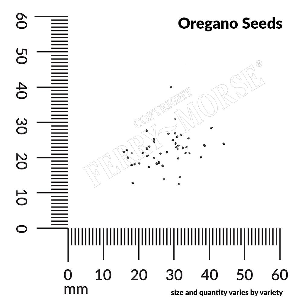 Oregano seed spill and measurements