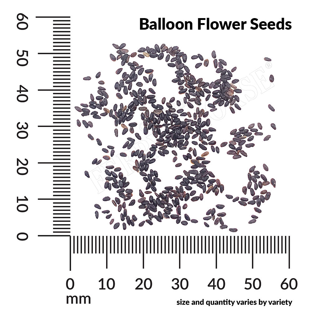 Balloon Flower Seed Spill and measurements