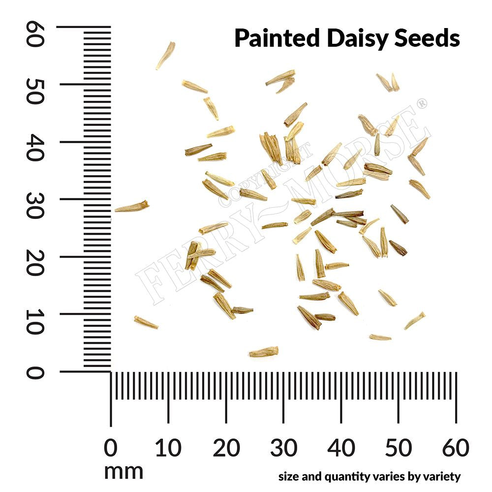 painted daisy seed spill and measurement