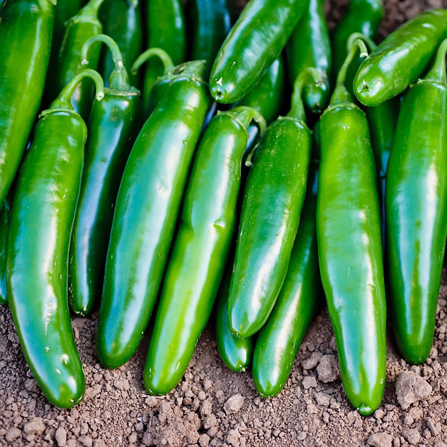 Pepper Jalapeno Super Nacho Plantlings Live Baby Plants 1-3in., 3-Pack