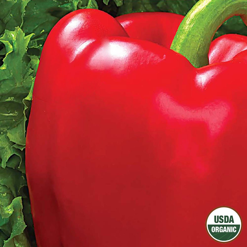 斎藤工　FC　A Seed Squash Seeds - Japanese Red Kuri | Non-GMO Premium Heirloom Seeds
