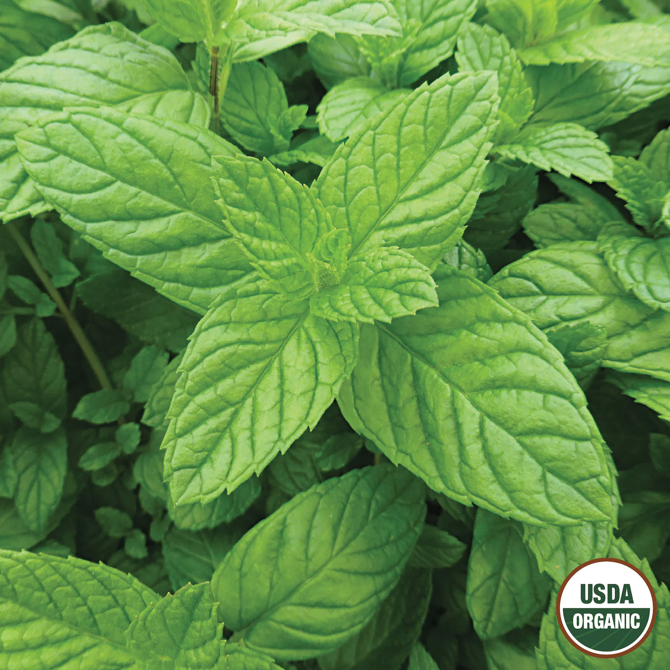 Close-up of green peppermint leaves with a USDA Organic label in the bottom right corner.
