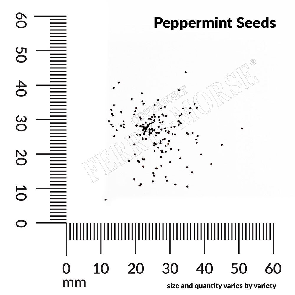 Peppermint seed spill and measurement