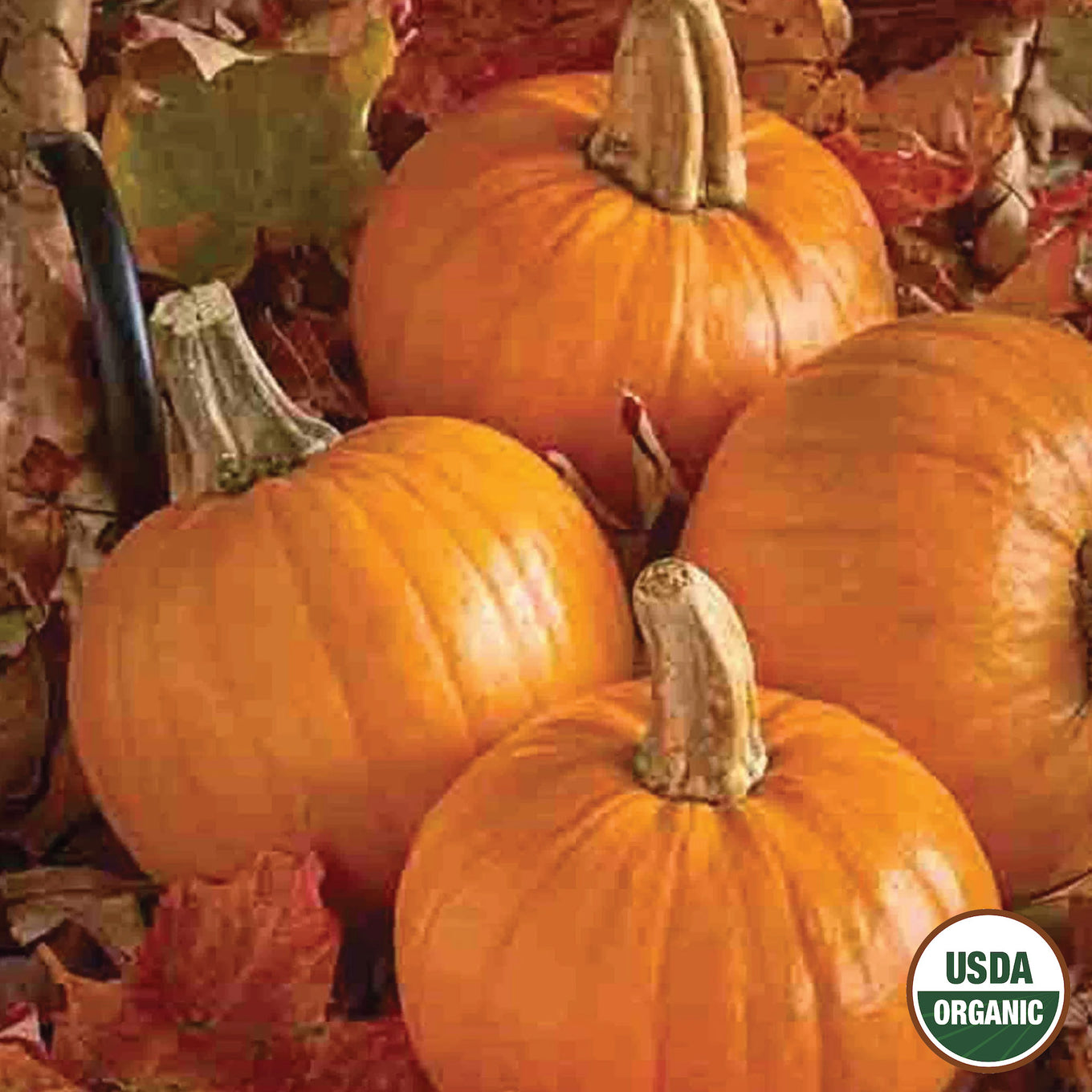 Several ripe, orange pumpkins with green stems, sitting on a bed of decaying leaves.