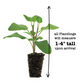 Sage Berggarten Plantlings Live Baby Plants 1-3in., 3-Pack