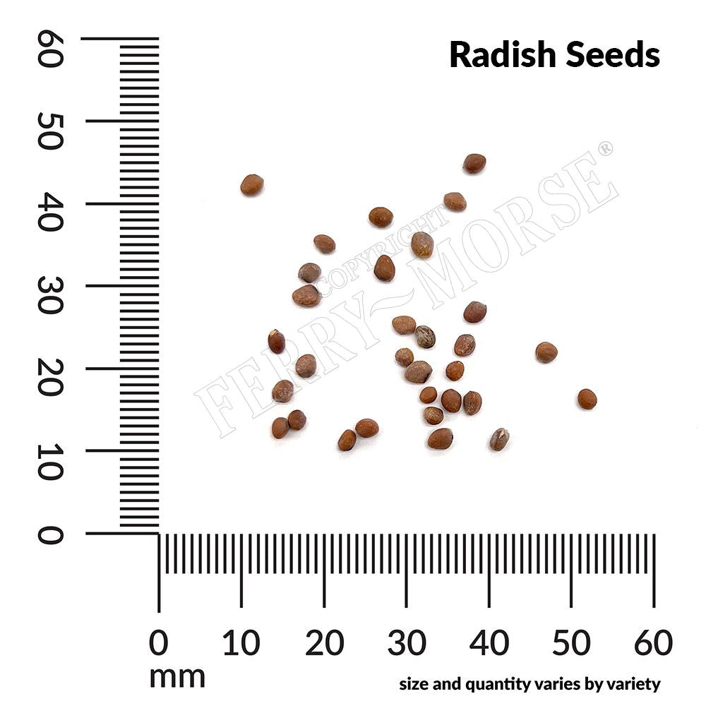 Radish seed spill and measurement