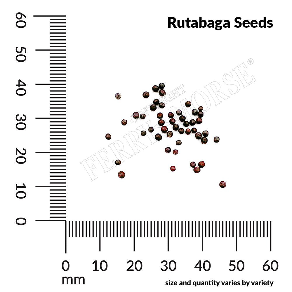 Rutabaga seed spill and measurement