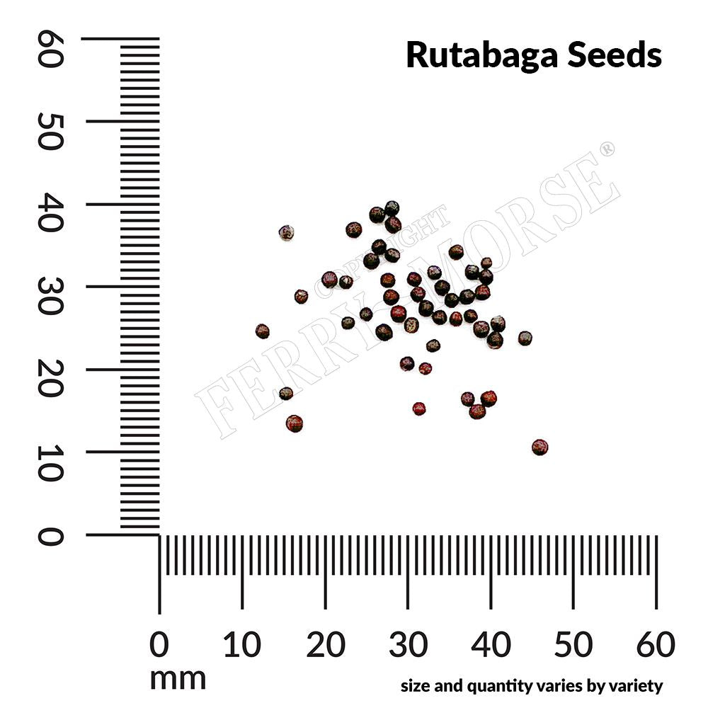 Rutabaga, American Purple Top Organic Seeds