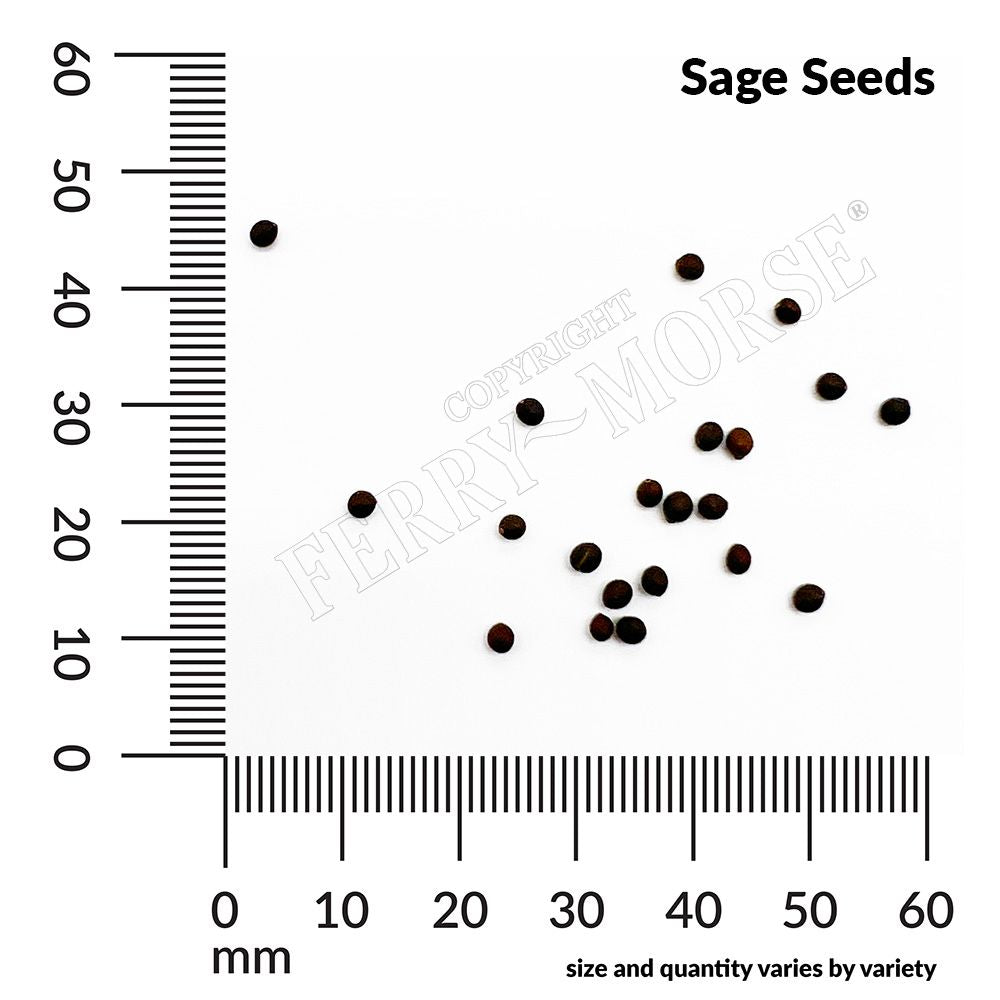 Sage seed spill and measurement