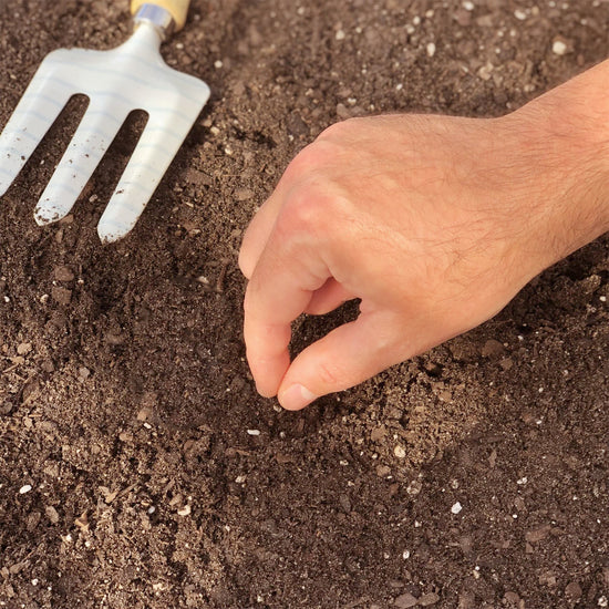 Hand direct sowing seed into the ground