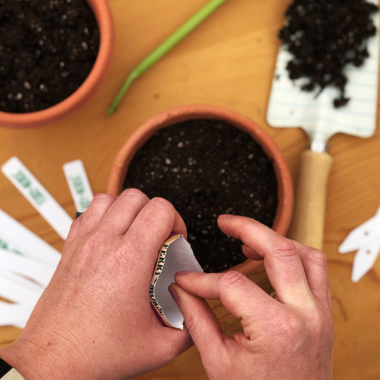 Planting seed in pot