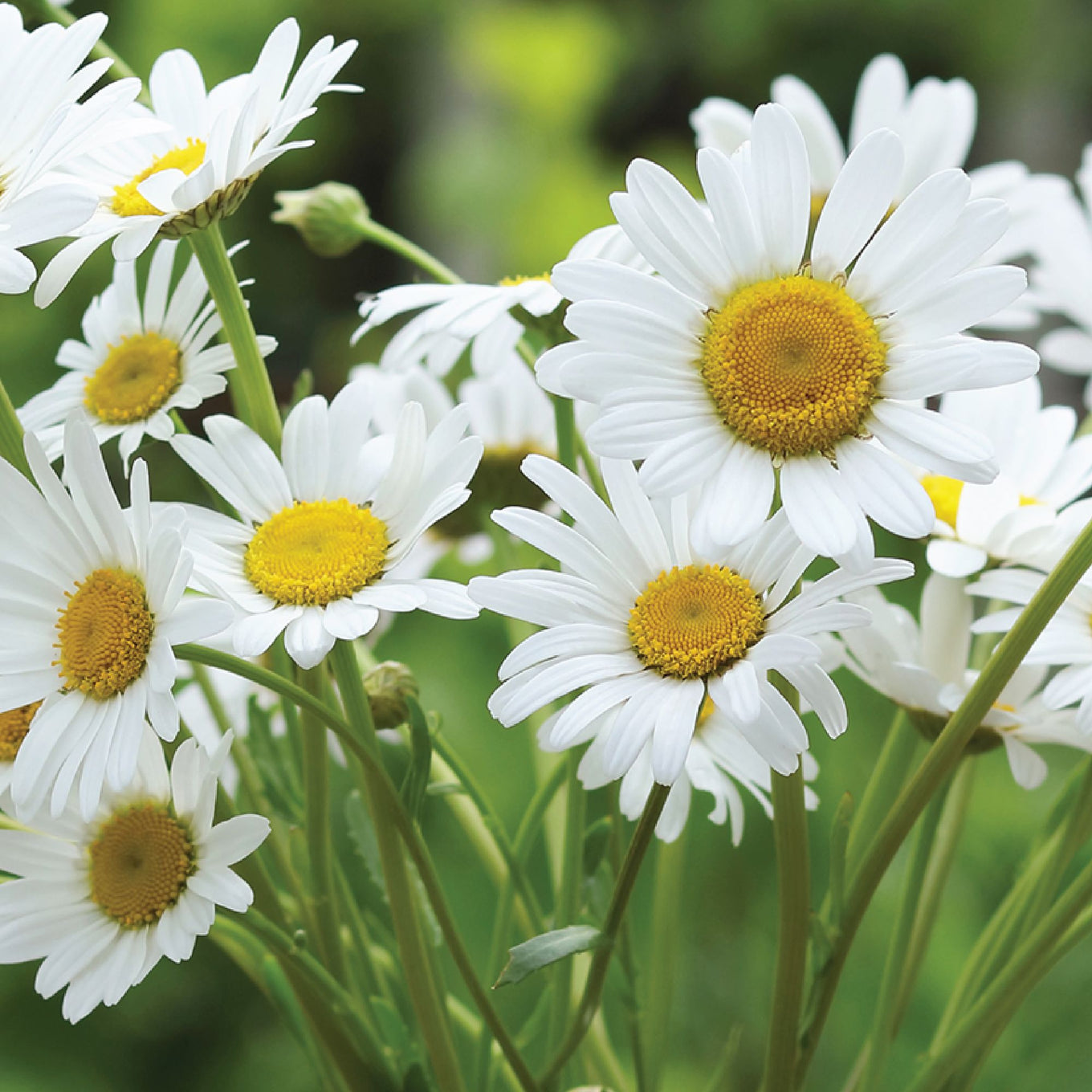 Shasta Daisy Seeds fully grown, matured and blooming their gorgeous white petals with buttery yellow center.
