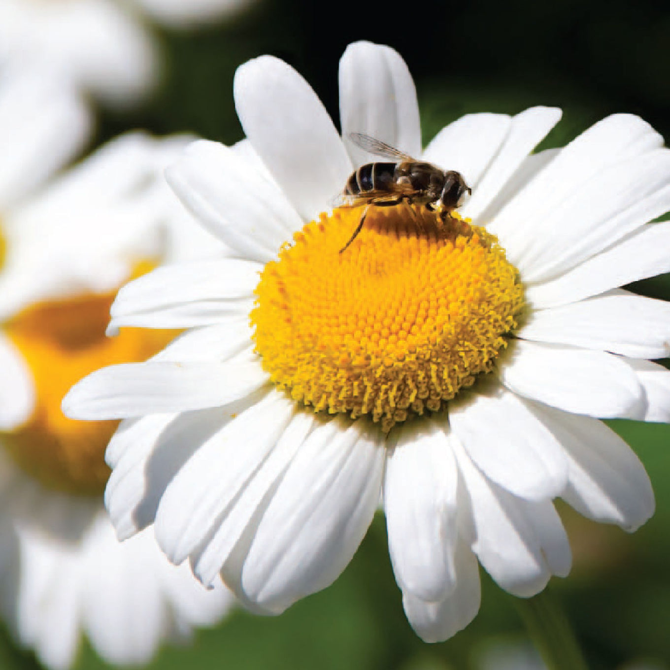 Shasta Daisy Seeds fully grown, matured and blooming their gorgeous white petals with buttery yellow center.
