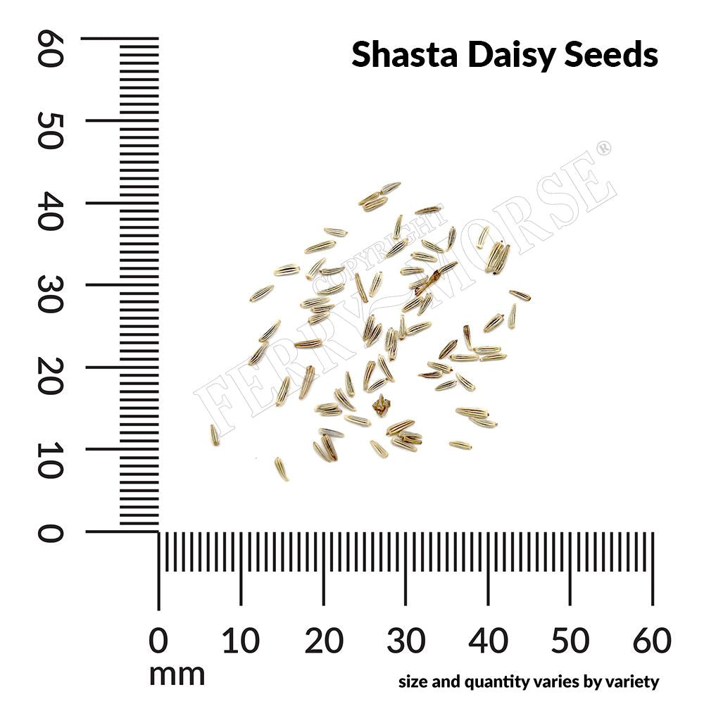 Shasta daisy seed spill and measurements