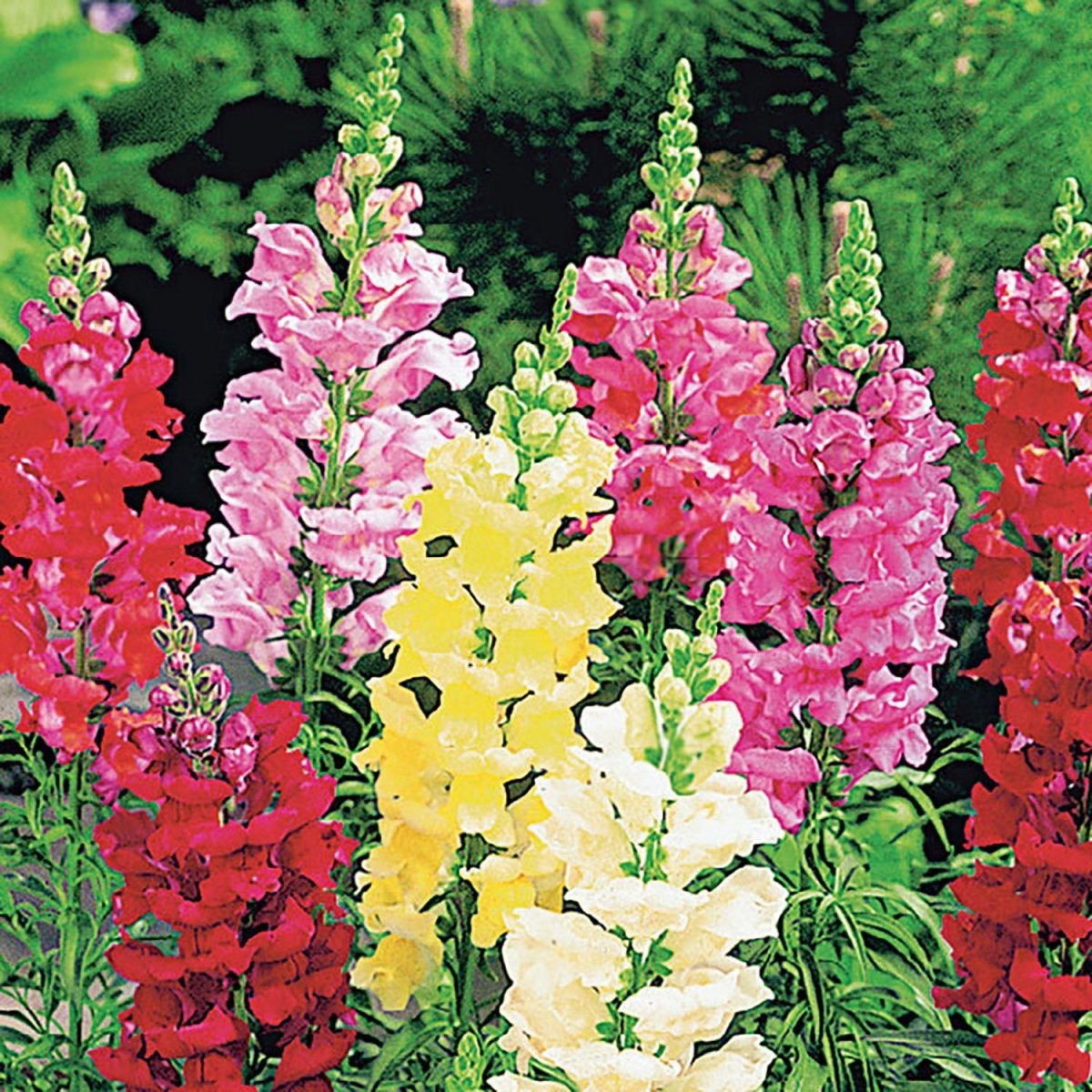dragon flower seeds Snapdragon Tall Deluxe Mixed Colors Seeds, 300mg