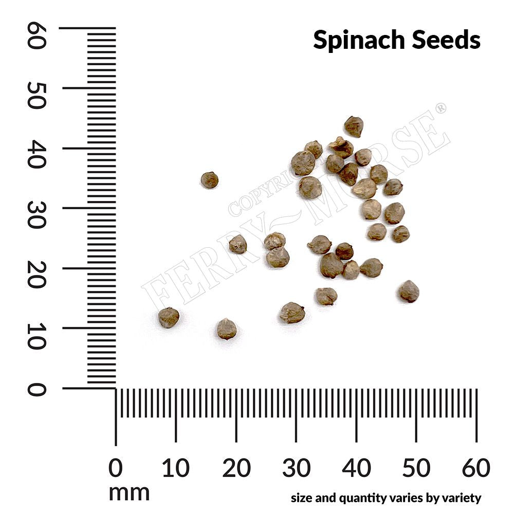 Spinach seed spill and measurement